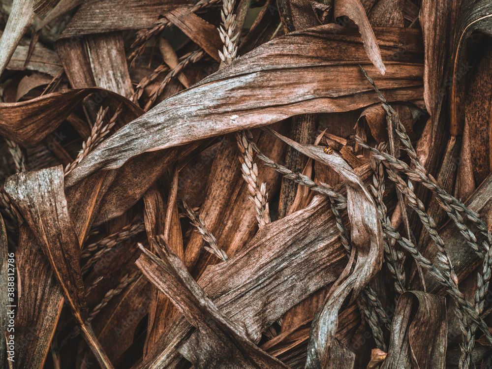 Background of dried corn cobs and leaves