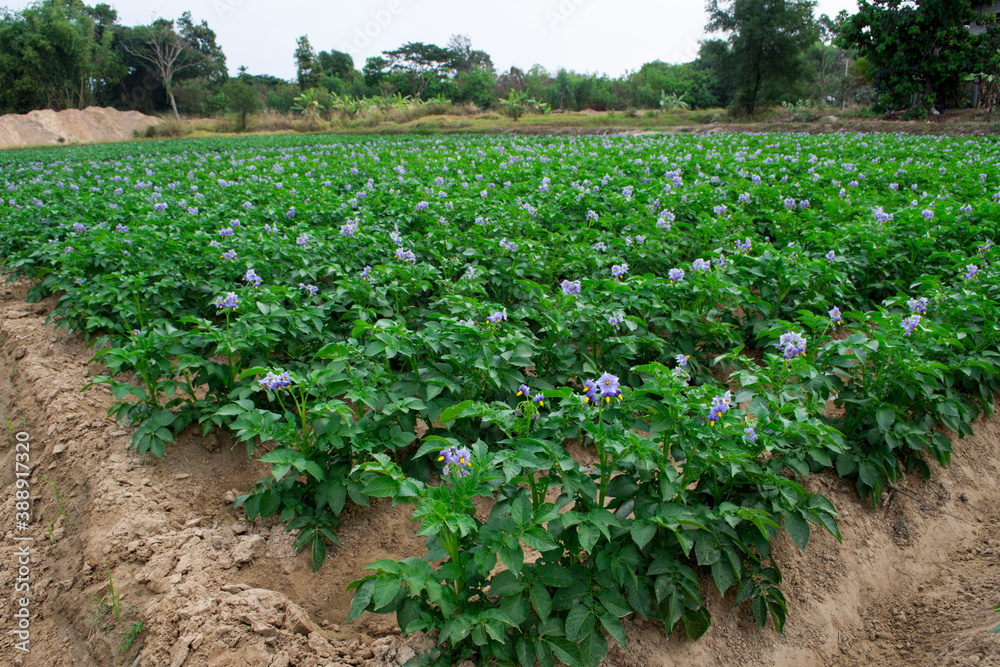 Organic potato fields, blooming potato flower.