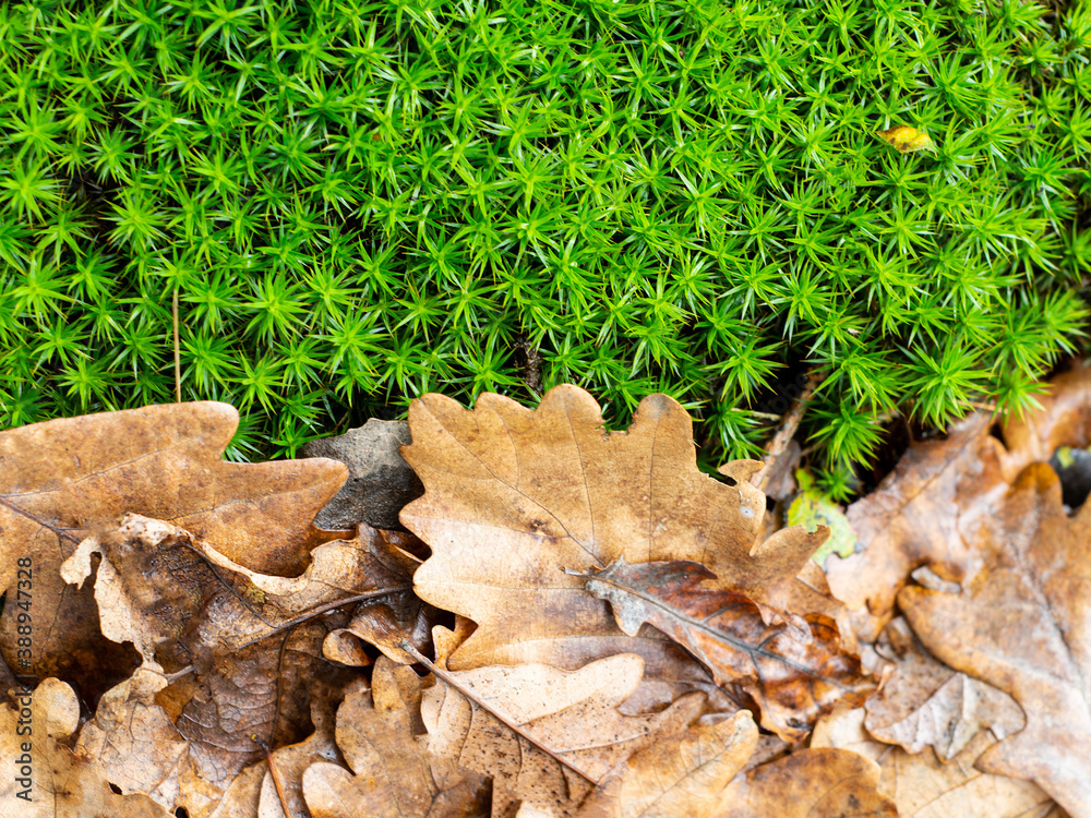 Dry leaves on a moss