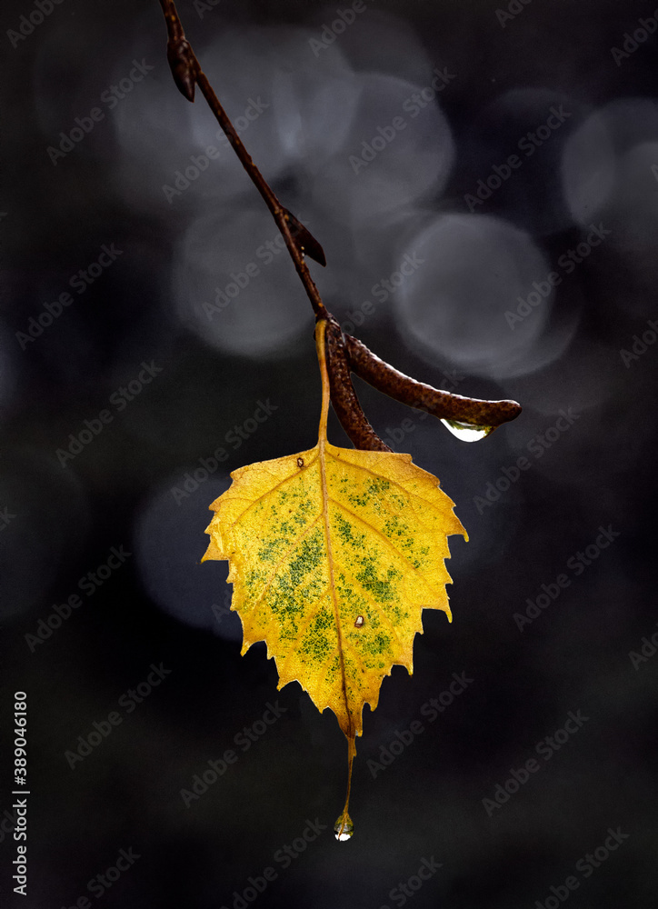 Autumn leaf as jewel