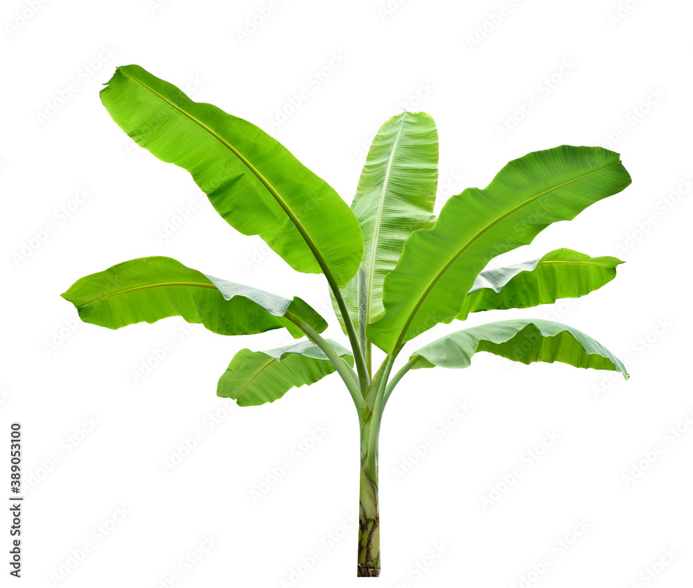 Banana tree isolated on white background. Clipping path.