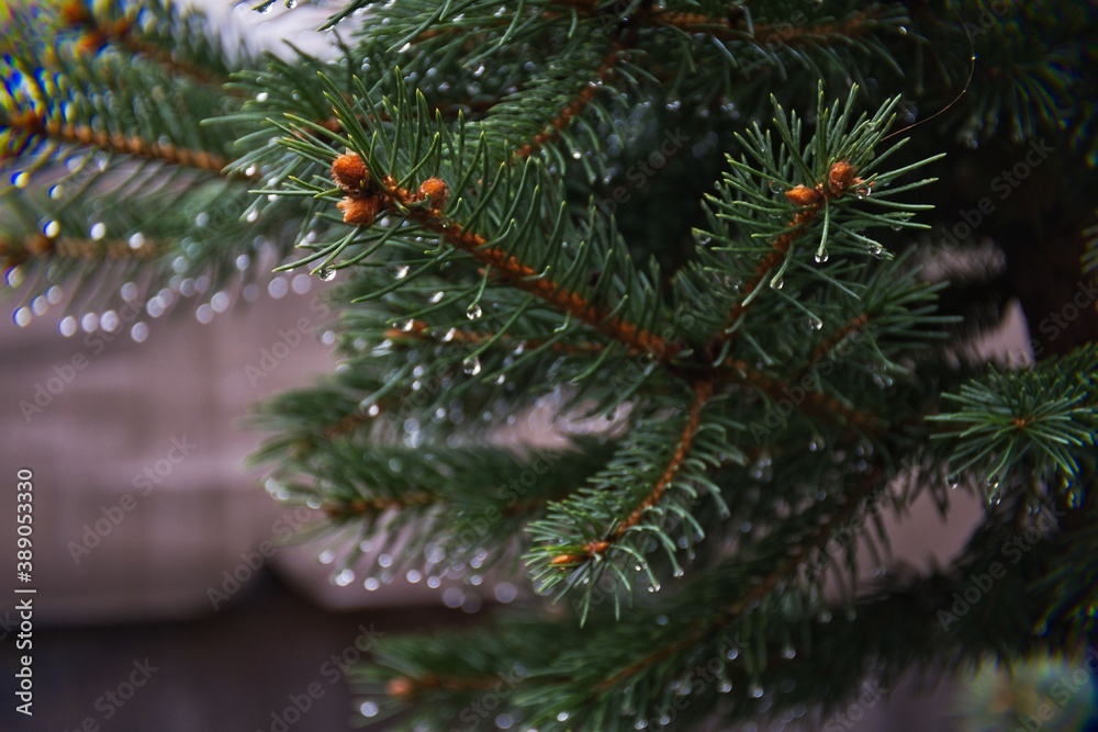 
Pine tree branch