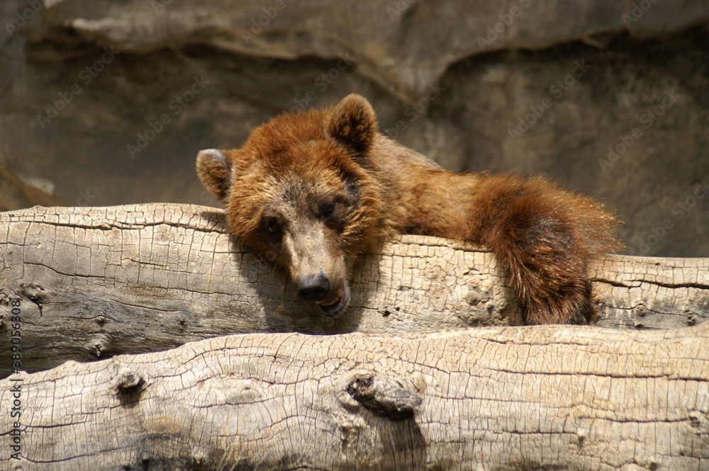 brown bear in zoo