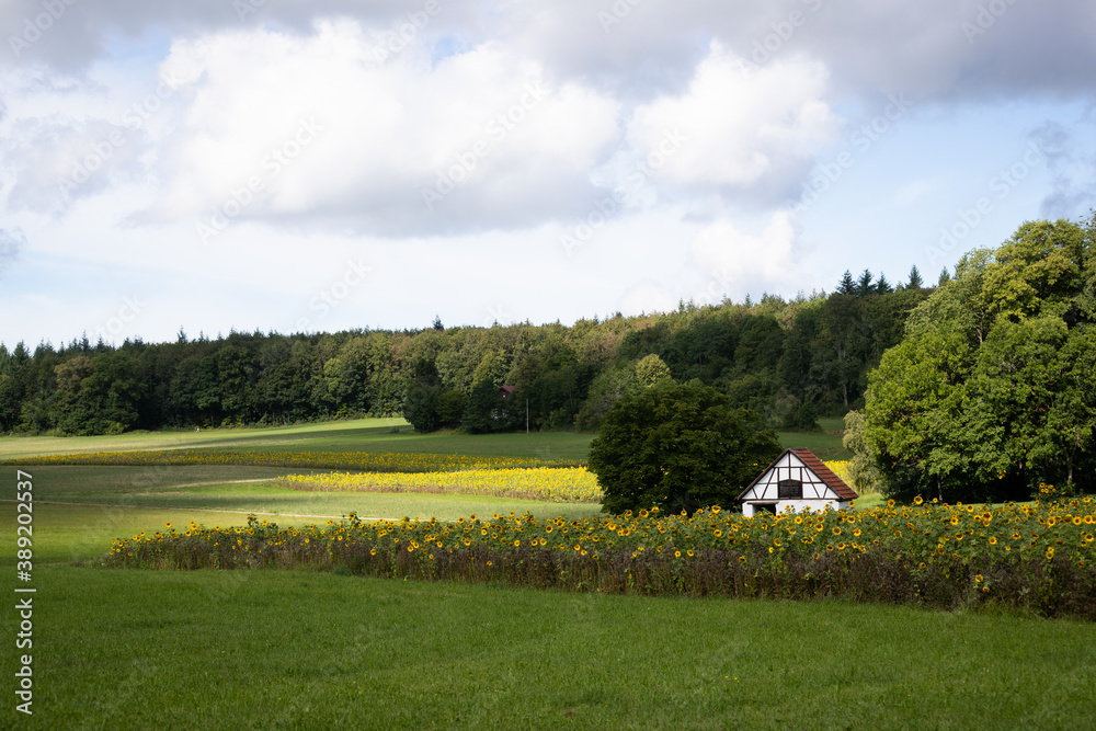 Shack behind a field of common sunflowers