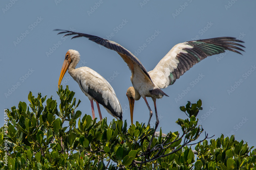 the milky stork or mycteria cinerea