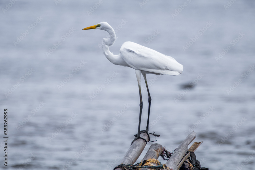 the great white heron