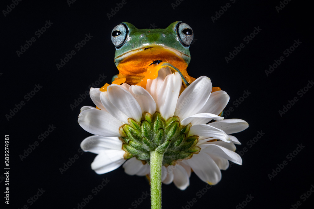 Wallace flying Frog or Rhacophorus reinwardtii