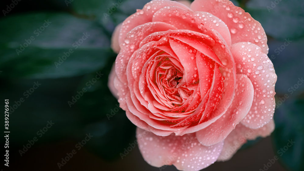 Coral orange rose with water drops after rain