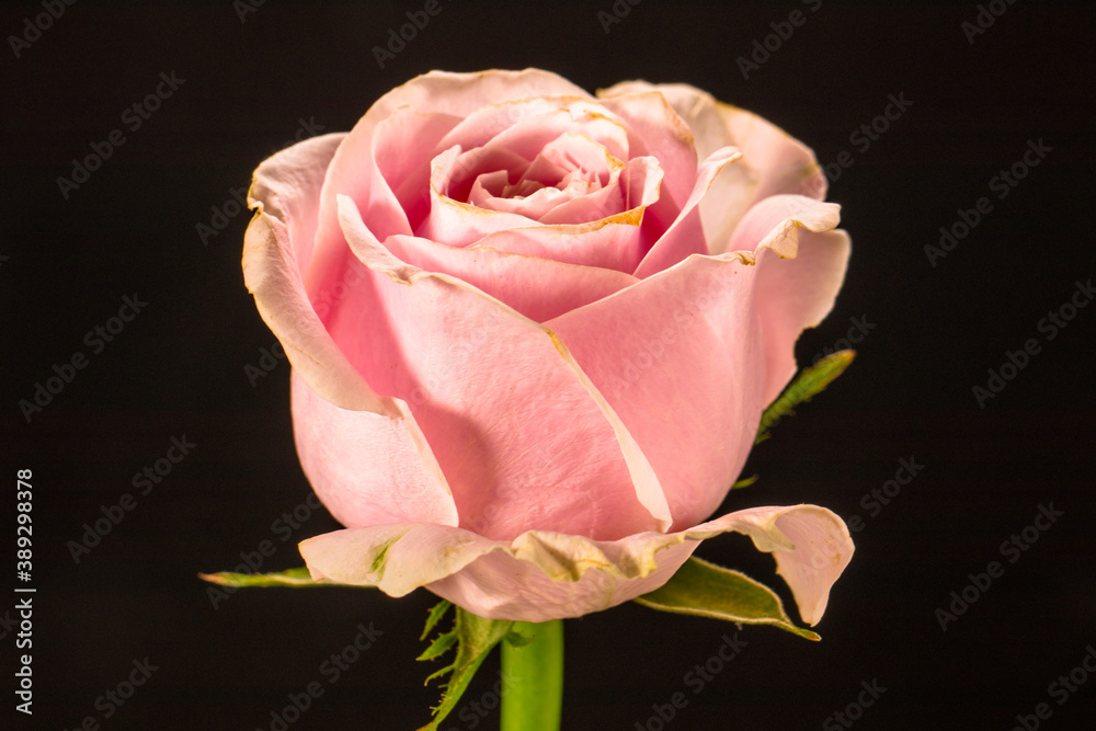 close up of rose flowers