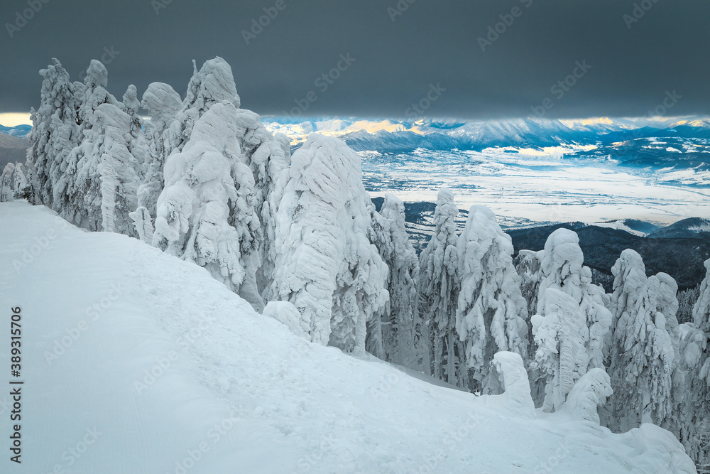 冰冻的冬季景观，白雪皑皑的树木和圣诞节的感觉