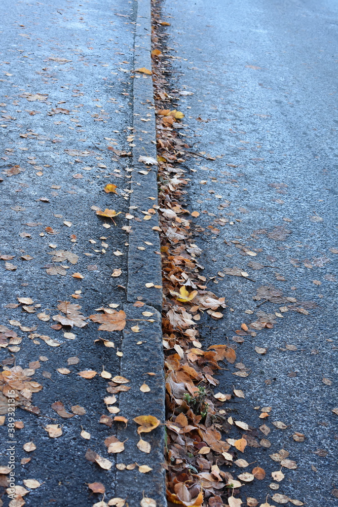 落在人行道和道路上的秋叶