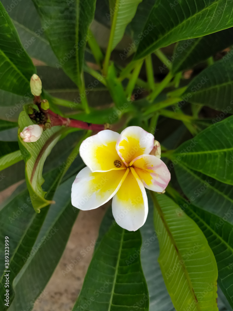 frangipani plumeria flower at my garden 