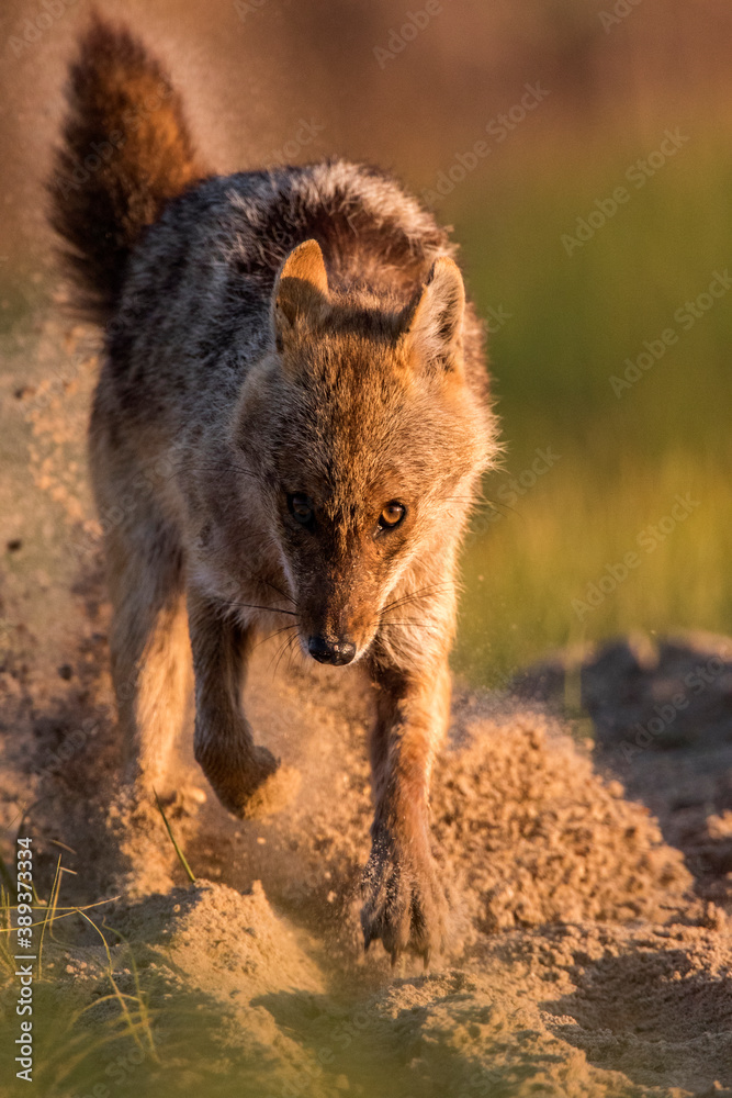 Eurasian Golden Jackal, Canis aureus moreoticus