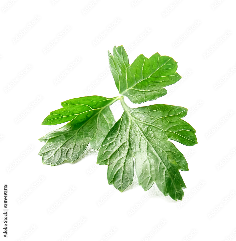 Fresh parsley on white background