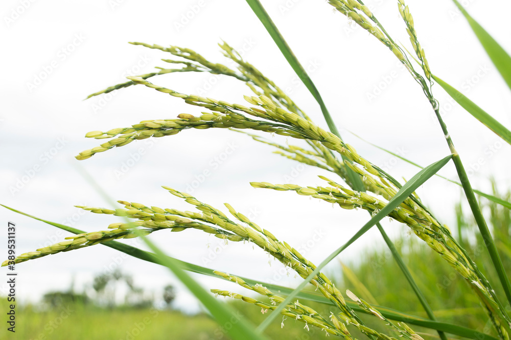 Ears of rice on top of the rice.