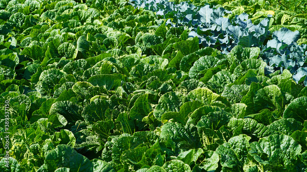 cabbage growing well in the field