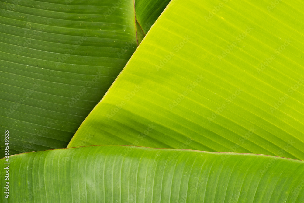 Tropical natural green banana leaves foliage for background element design