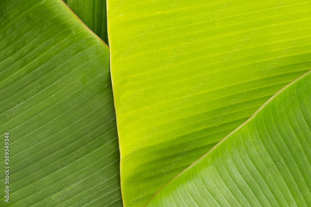 Tropical natural green banana leaves foliage for background element design