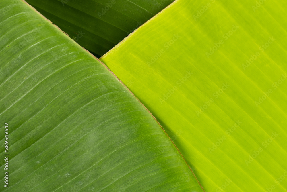 Tropical natural green banana leaves foliage for background element design