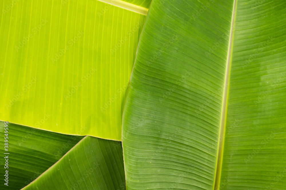 Tropical natural green banana leaves foliage for background element design