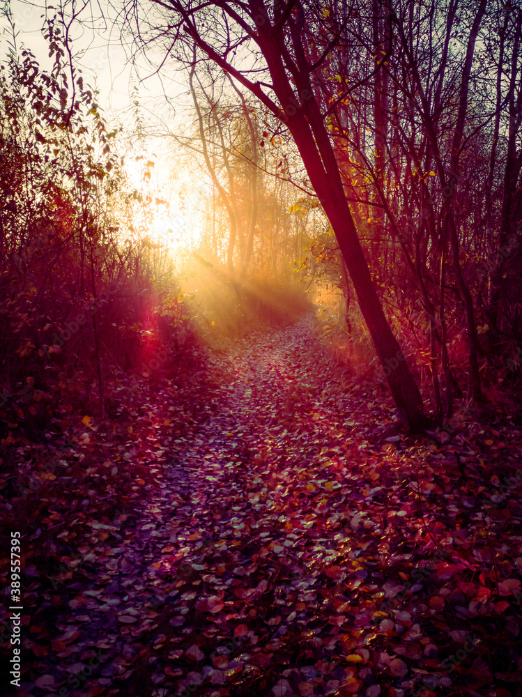 First rays of sunshine on a forest aisle in autumn