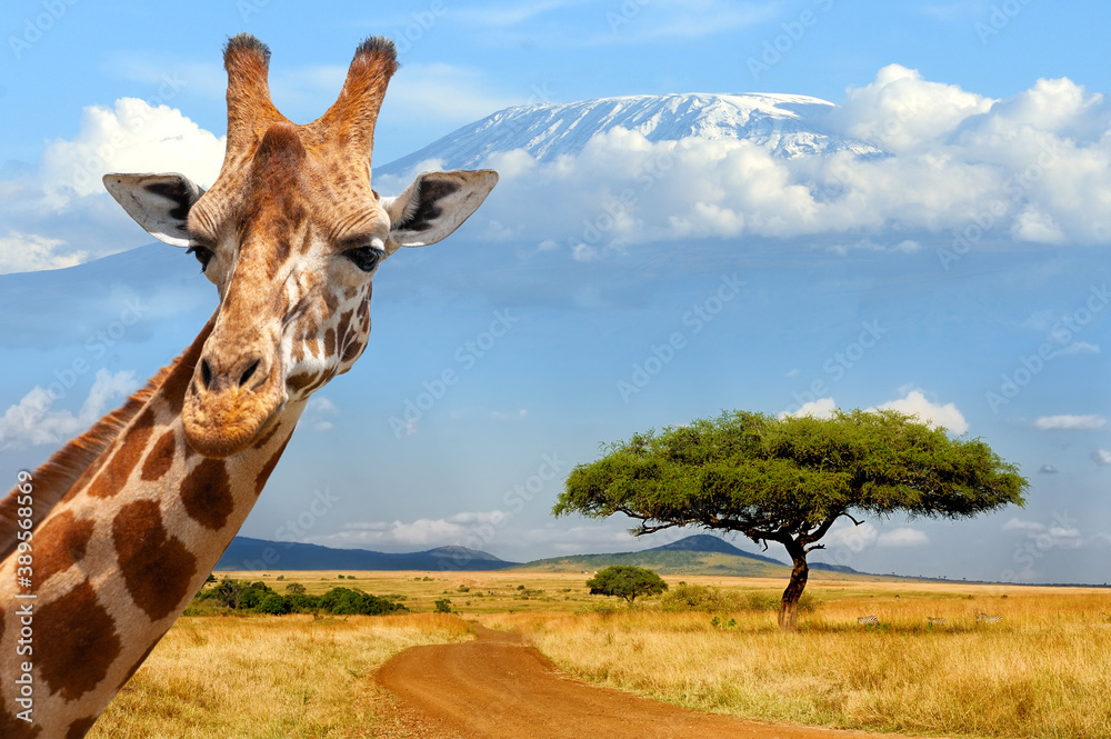 Giraffe on Kilimanjaro mount background