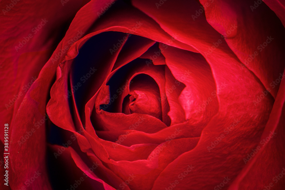 Red rose petals macro photography