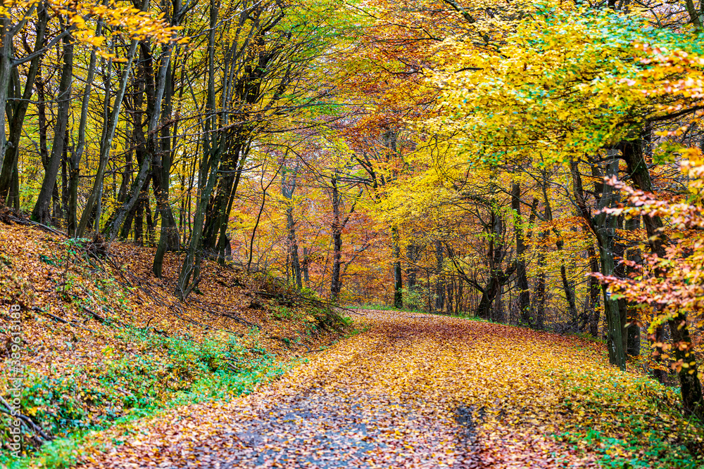 Color of Fall in the Forest