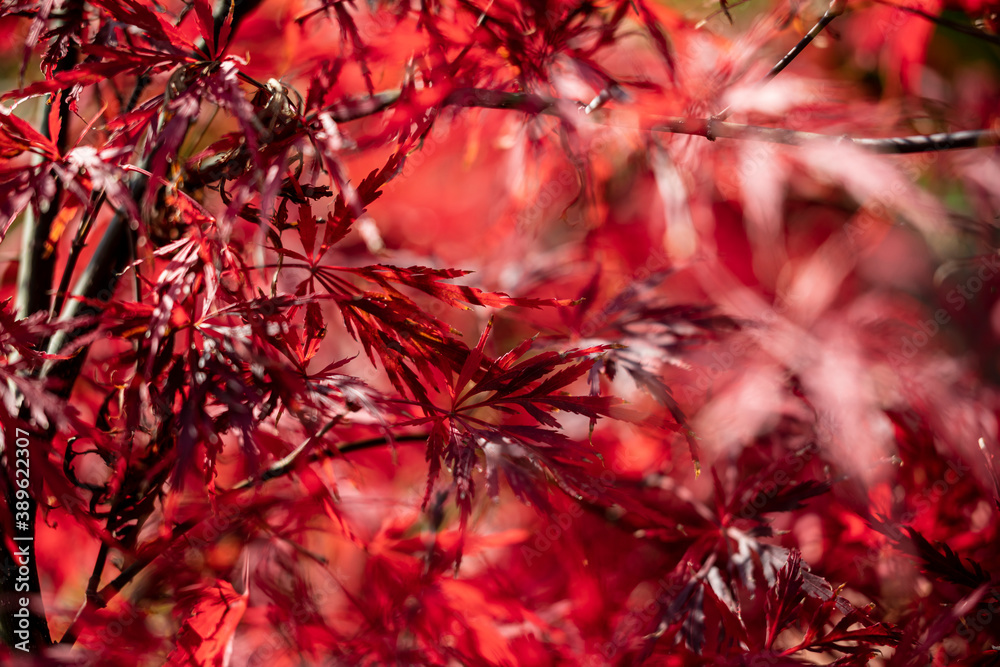 Beautiful autumn leaves and tree changing color on mountain autumn golden leaves sunlight and fallen