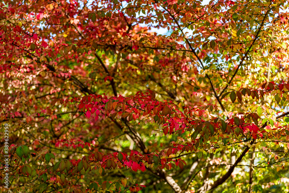 Beautiful autumn leaves and tree changing color on mountain autumn golden leaves sunlight and fallen