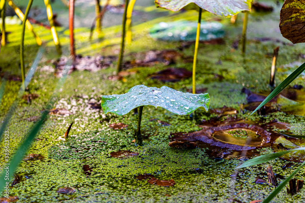 Detail of Lilly pads reflected on water, 