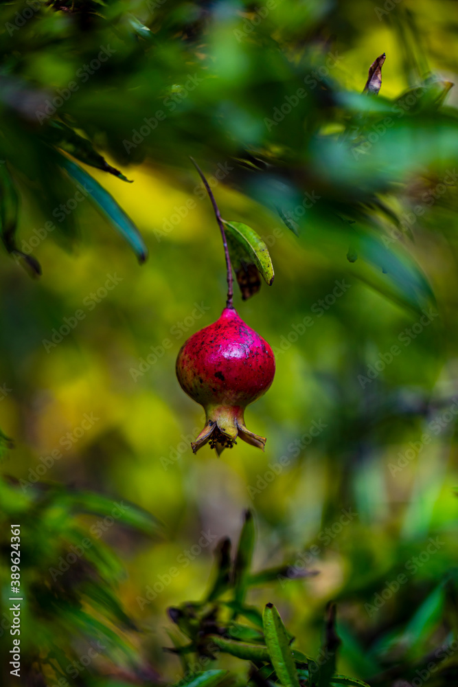 Seasonal fruits on trees at late fall.