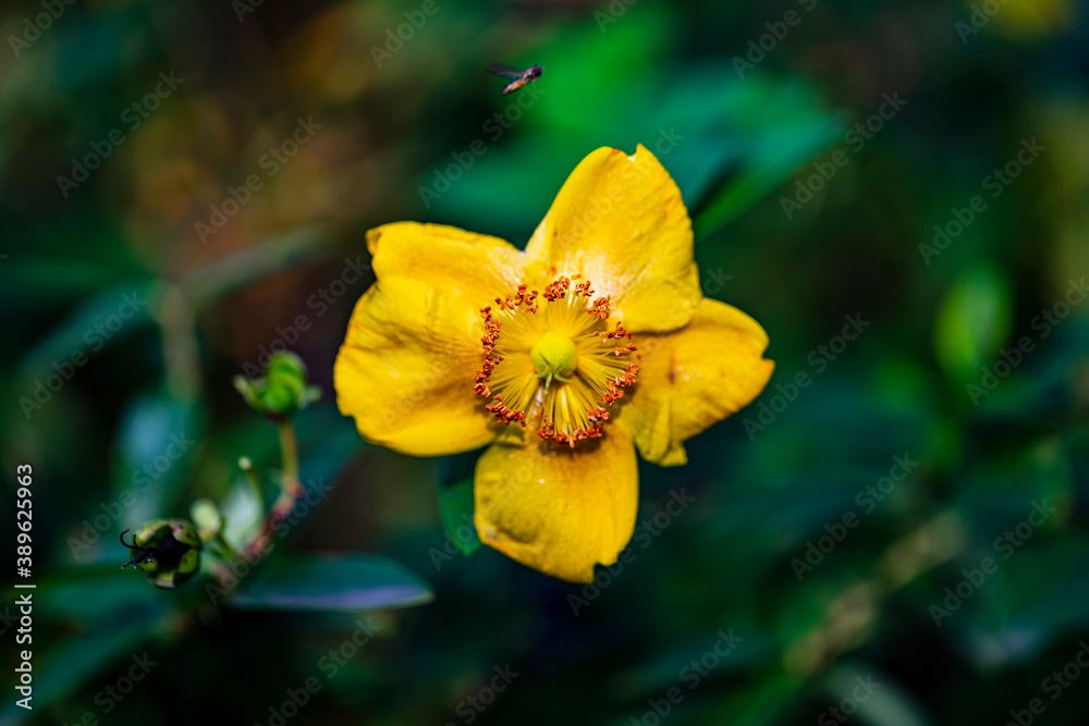 Yellow flower in the garden at fall - Macro