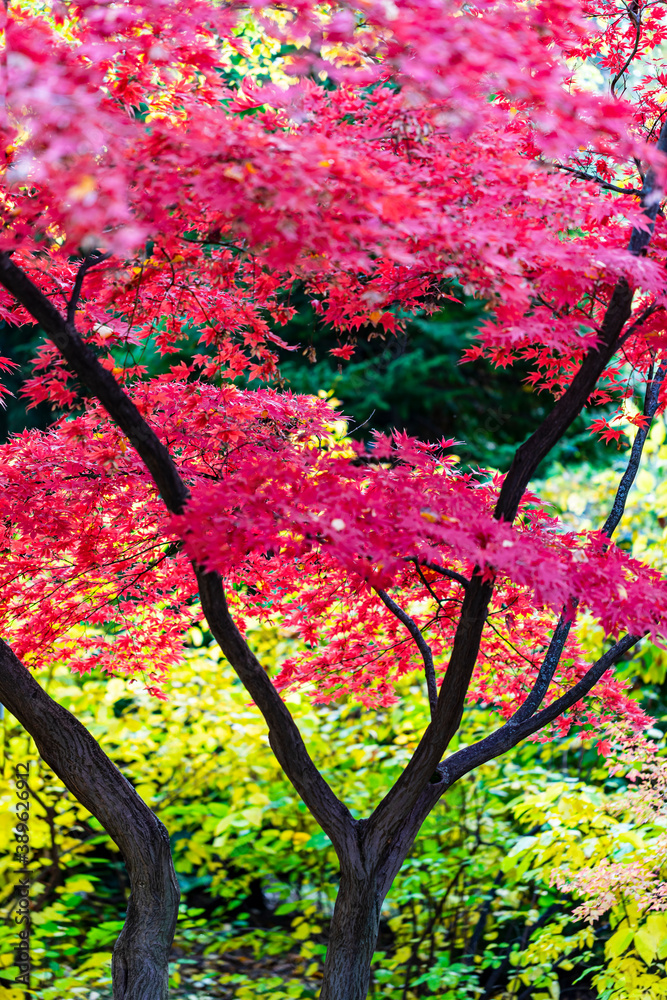 Beautiful autumn leaves and tree changing color on mountain autumn golden leaves sunlight and fallen