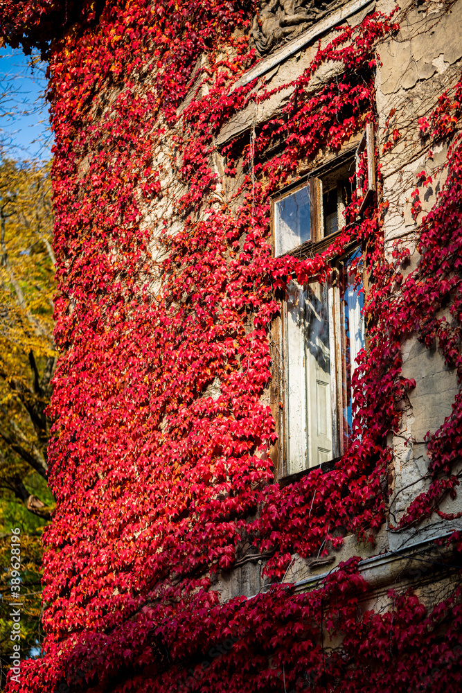 Wall covered in ivy with colorful leaves at autumn.