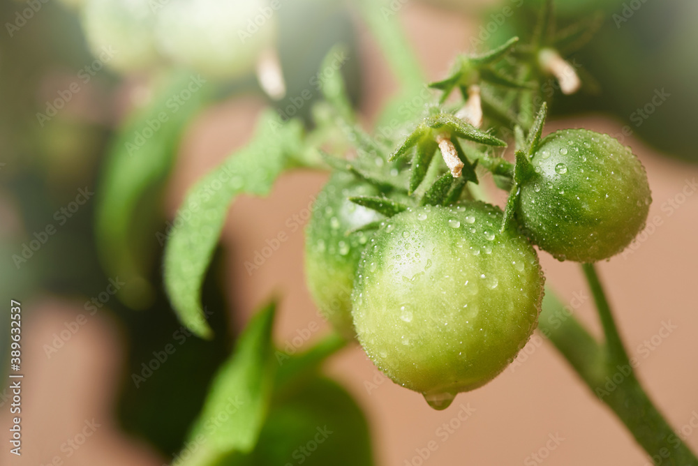 Fresh green indoor tomatoes on a branch grown at home