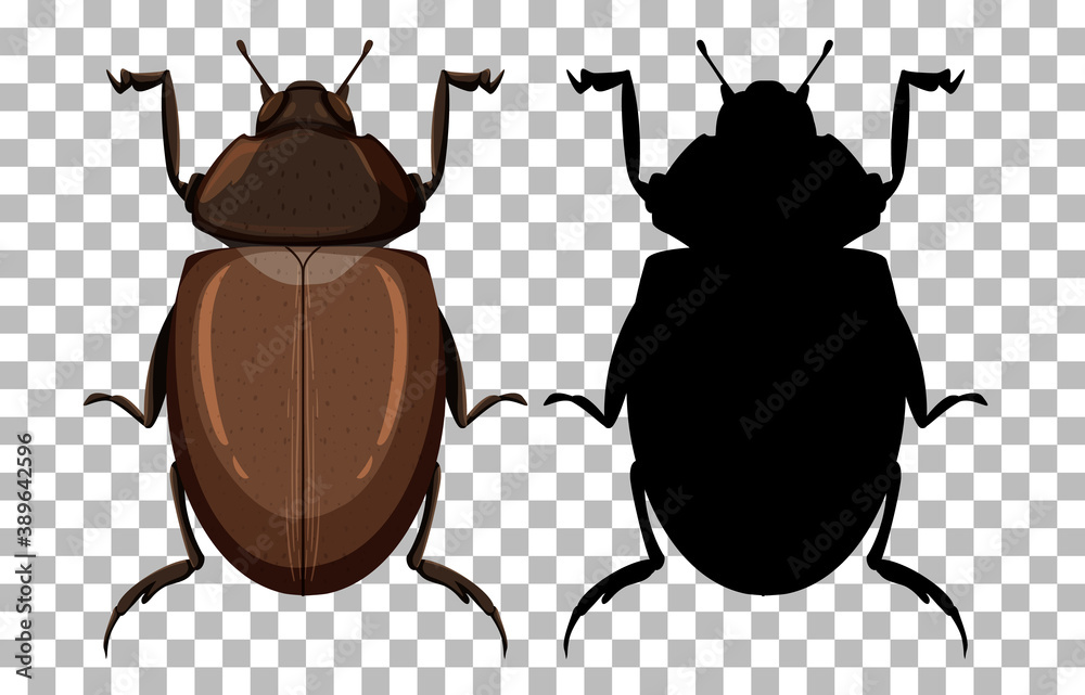 Beetle on transparent background