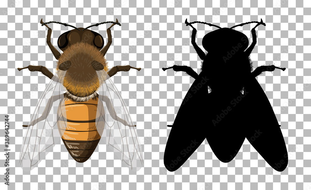 Honey bee with its silhouette on transparent background