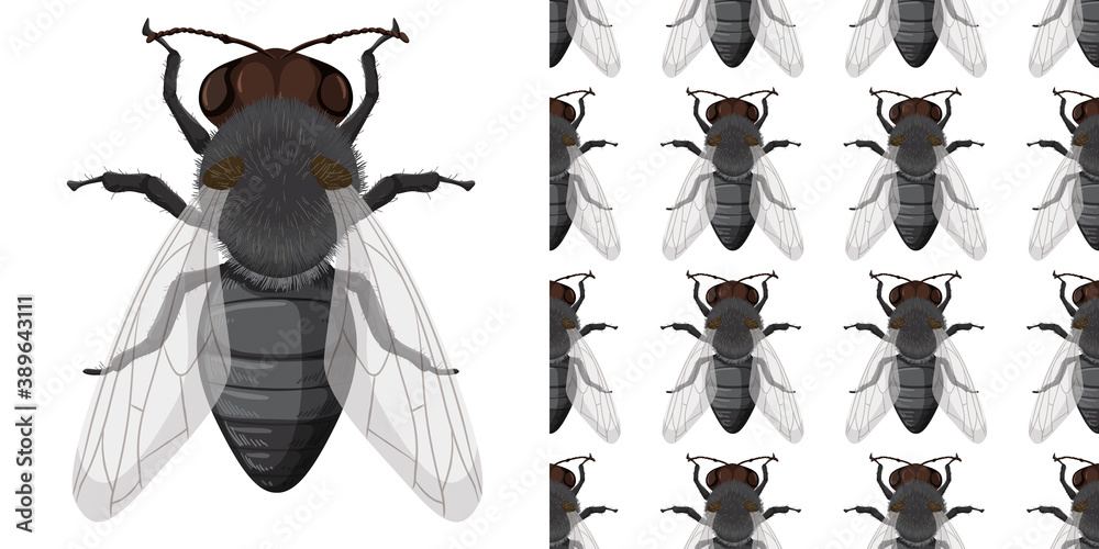 Fly insect and seamless background