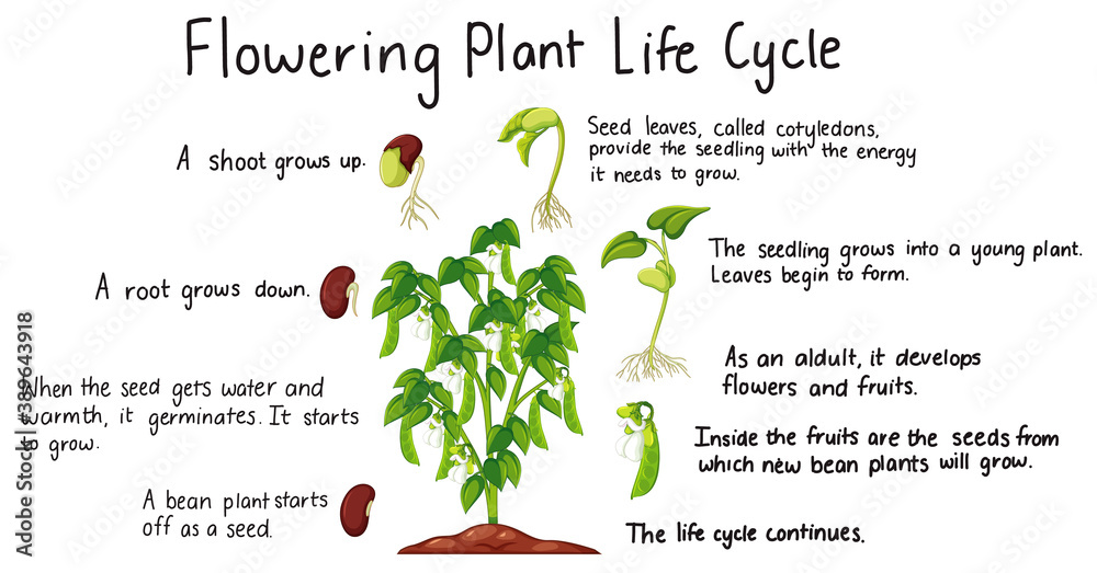 Flower plant life cycle isolated on whit background for education