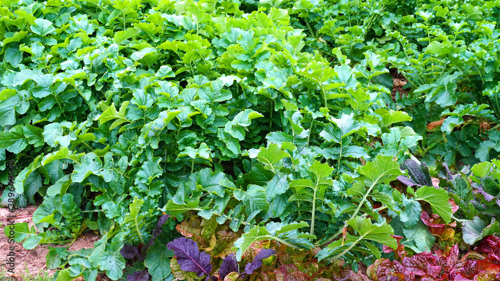 radish growing well in the field