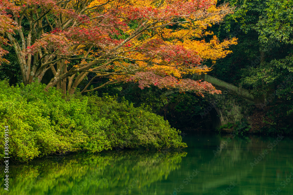 Misty Trees and reflections in the lake