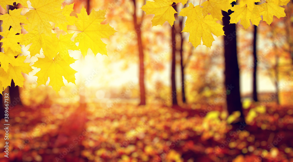  Autumn leaves on the sun and trees