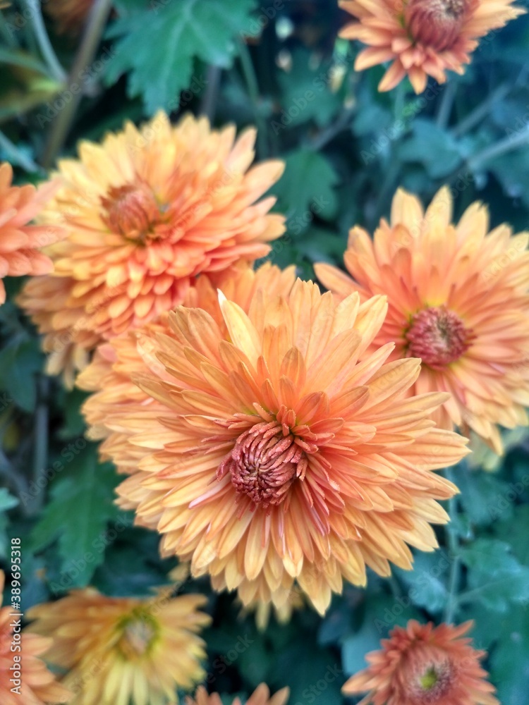 chrysanthemum flowers