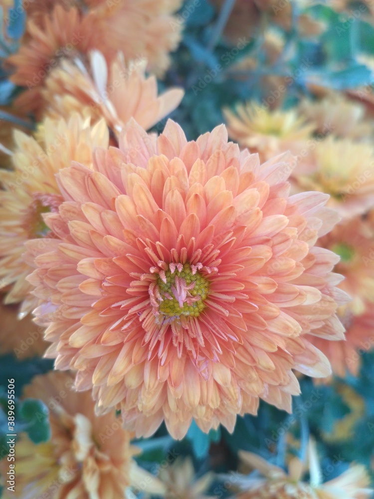 red dahlia flower