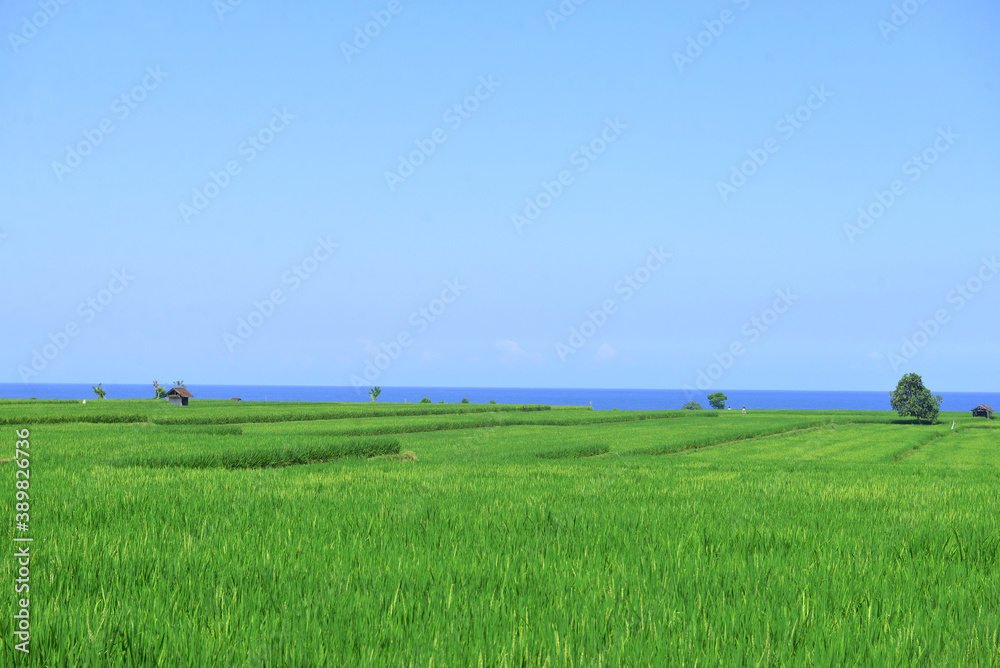 Lush green paddy field with background blue ocean at a distance.