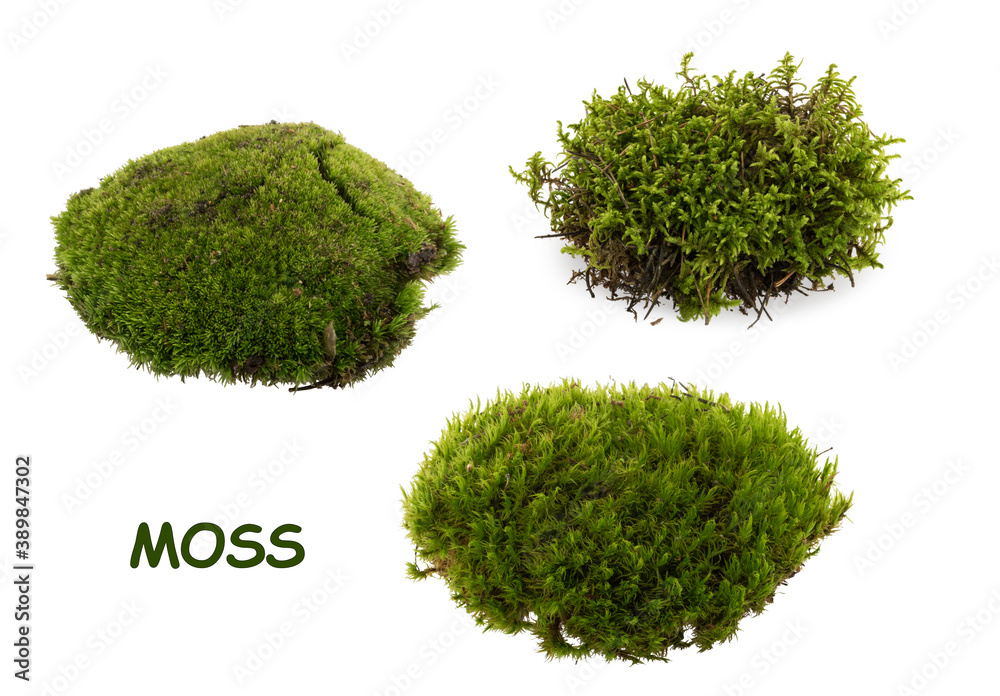 Green moss isolated on white background closeup