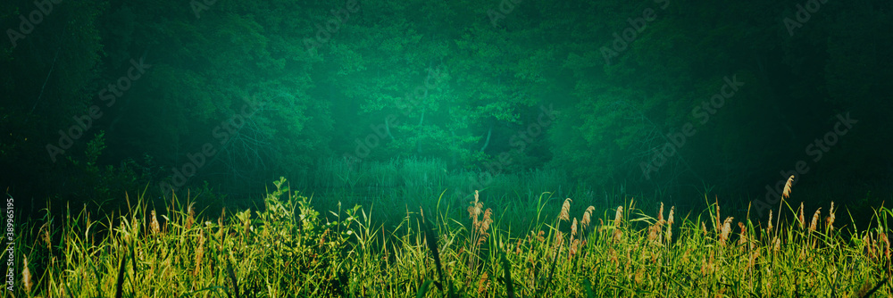 湖岸全景，有芦苇、芦苇和莎草。过度生长的池塘景观，坝上有淡蓝色的薄雾