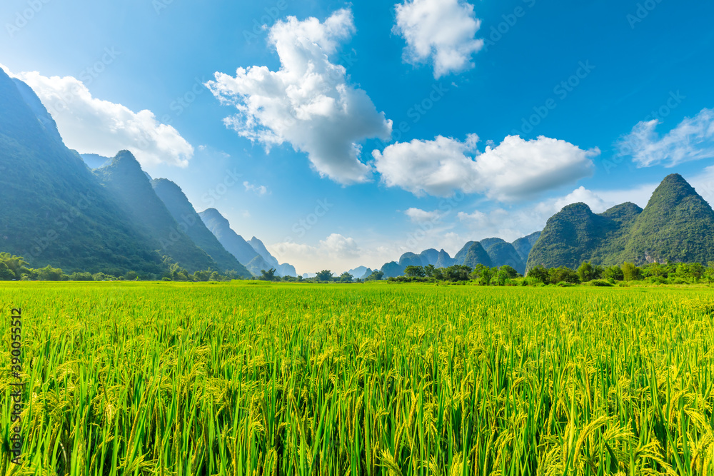 Ripe rice field and mountain natural scenery in Guilin,China.