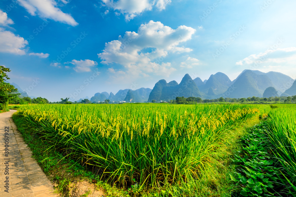 Ripe rice field and mountain natural scenery in Guilin,China.